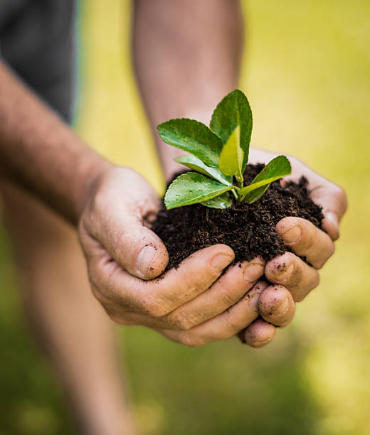 istock man holding a little plant 2245160798