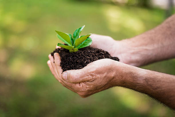 istock man holding a little plant 2245160816