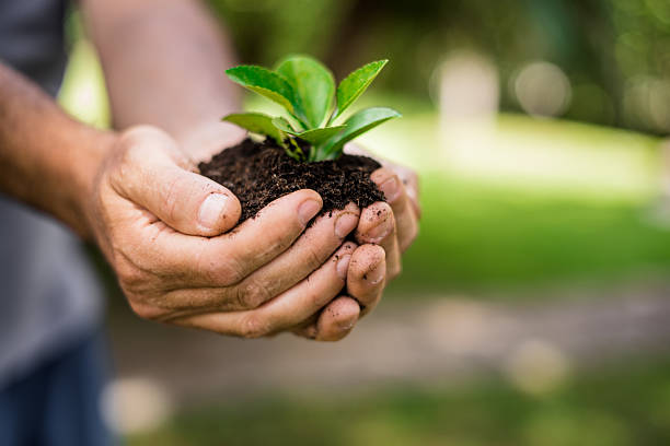 istock man holding a little plant 2245160825