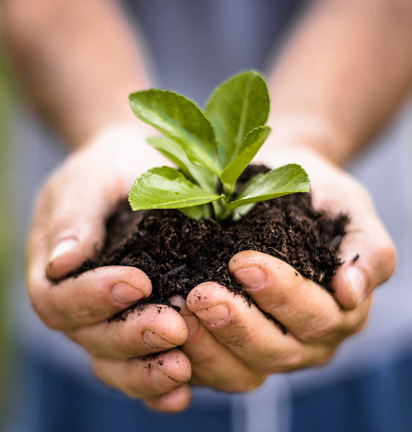 istock man holding a little plant 2245160851