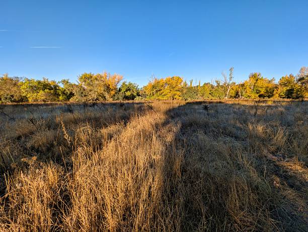 istock Golden grass stretches beneath a clear blue sky in a tranquil autumn landscape 2245162607