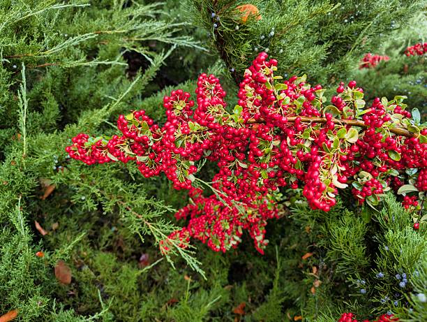 Bright clusters of red berries emerge from vibrant green shrubs under warm sunlight. The scene captures the beauty of nature in a serene outdoor environment, perfect for enjoying fresh air.