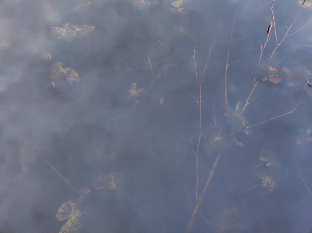 Leaves and twigs are partially submerged in a pond, creating a serene and calm atmosphere. The water reflects subtle shades, enhancing the natural beauty.