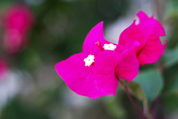 A single flower in a vase, bathed in morning light, allowing it texture and color to shine while evoking a sense of romance.