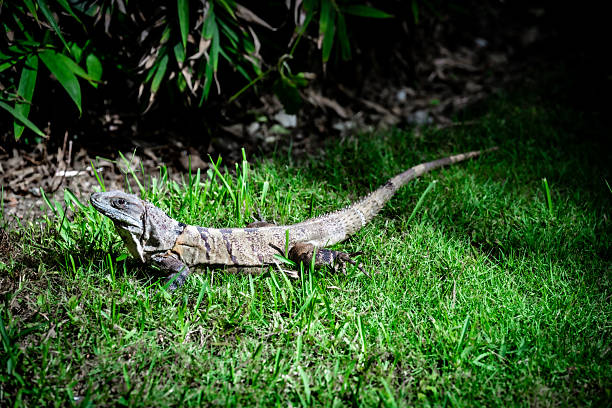 An iguana rests on a sunlit patch of grass in Solidaridad, Mexico, with lush foliage in the background.