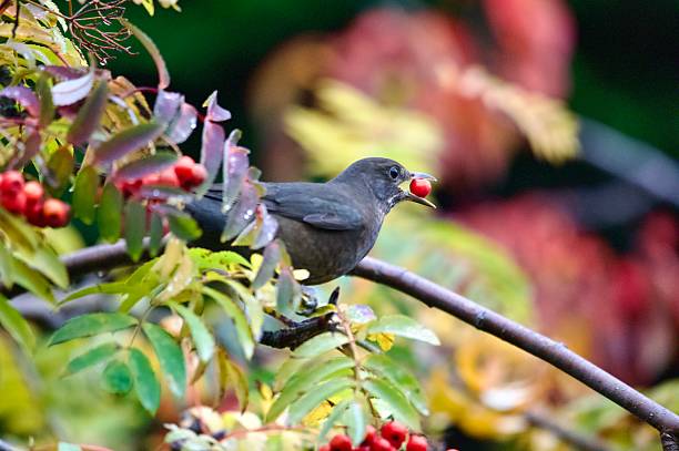 istock Blackbird garden bird eating red ripe rowan berries 2245166405