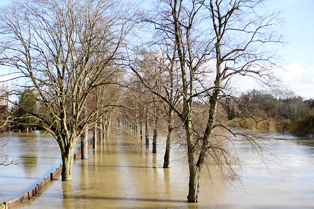 Flood water from the River Seven Shrewsbury overflows and covers the walkway between the avenue of trees that grow either side of the pathway .