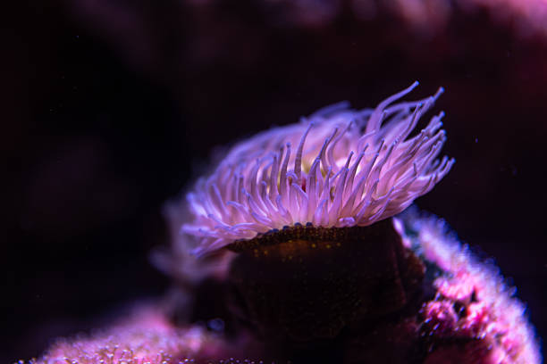 Close up of a sea anemone with glowing tentacles in purple-pink hues, soft bokeh and deep darkness evoke a calm underwater mood.