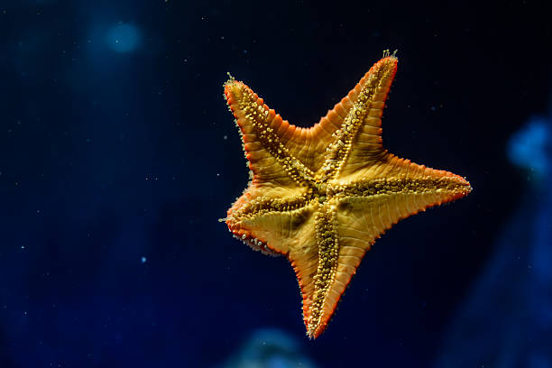 istock Starfish in blue depth. Underwater world. 2245167686
