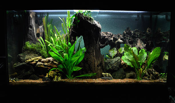 istock Beautiful big freshwater aquarium 2245168017