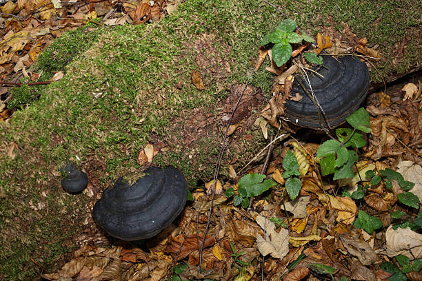 istock This top-down view showcases a fallen log densely covered in green moss and surrounded by fallen autumn leaves. Two black, layered bracket fungi stand out, creating a vivid contrast with the green and brown natural textures of the forest floor. 2245168288