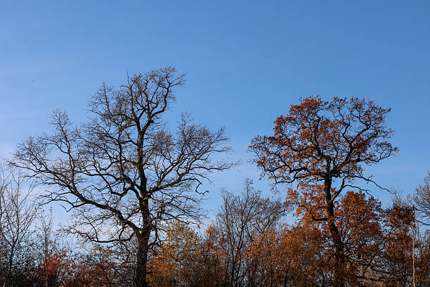 istock Two powerful silhouettes of old oak trees dominate the frame: one is completely leafless, while the other partially retains brown autumn leaves. 2245168314