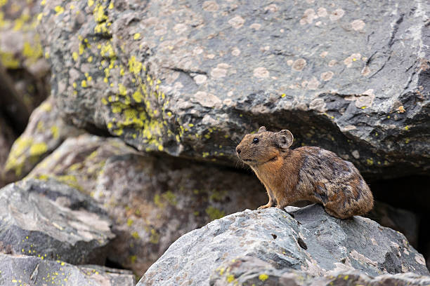 A pika sits on a large rock. Close-up. Altai