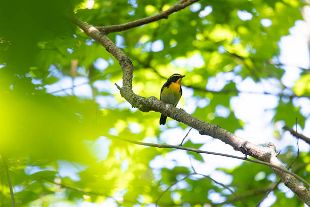 Close-up of a Narcissus flycatcher (Ficedula narcissina) perched on a tree branch