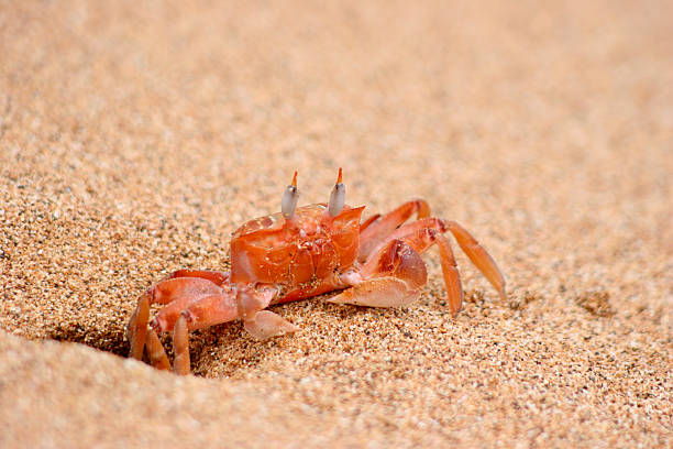 istock Vibrant Orange Ghost Crab Emerging from a Burrow in Warm Sand 2245169060