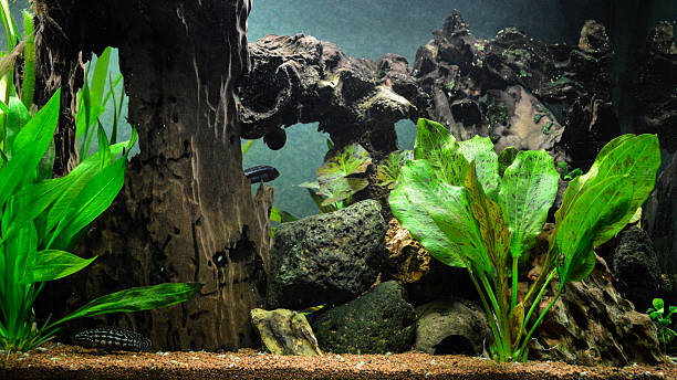 A beautiful big freshwater aquarium with wood and aquatic Echinodorus plants.