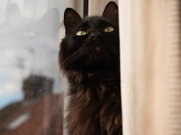 Black cat sitting in window from behind curtain looking up medium portrait close up shot selective focus