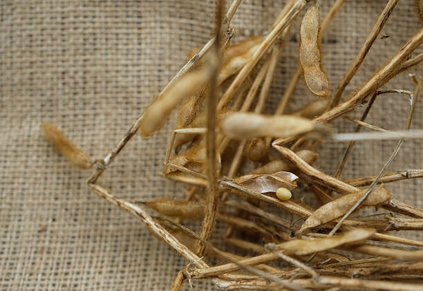Soybean on a blurred background of dry soybean plants. Source of protein, soybean meal, and biofuel.