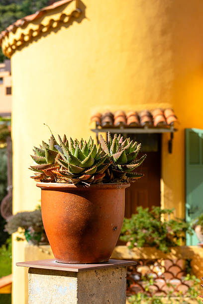 A terracotta pot with a spiky green succulent sits in the sunlight in front of a yellow Mediterranean-style house with clay roof tiles and green shutters in Beaulieu-sur-Mer, French Riviera.