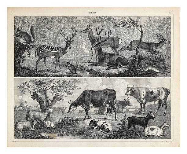 Plate 107: Representatives of the Orders Artiodactyla, Lagomorpha and Rodentia Engraving Antique Illustration, Published 1851. Source: Original edition from my own archives. Copyright has expired on this artwork. Digitally restored.