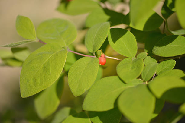 Lonicera praeflorens, the early honeysuckle, a deciduous shrub with pale pink flowers that bloom before leaves, found in Korean mountain forests during spring. Photographed in Korea.