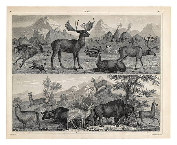 Plate 109: Representatives of the Orders Artiodactyla and Perissodactyla Engraving Antique Illustration, Published 1851. Source: Original edition from my own archives. Copyright has expired on this artwork. Digitally restored.