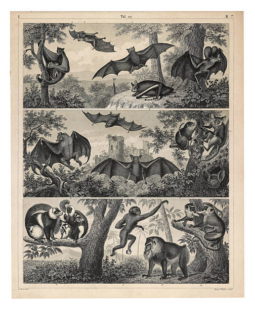 Plate 117: Representatives of the Orders Chiroptera and Primates Engraving Antique Illustration, Published 1851. Source: Original edition from my own archives. Copyright has expired on this artwork. Digitally restored.