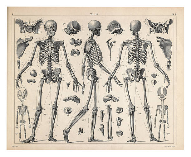 istock Anatomy of the Bones Engraving Antique Illustration, Published 1851 2245173205