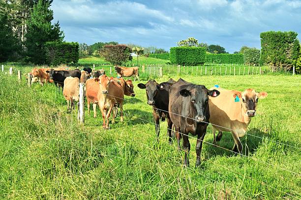 istock New Zealand Brown Cows Herd 2245173940