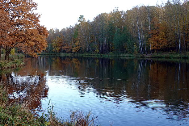 istock Golden autumn in the forest. Reflections in a forest lake. 2245174527