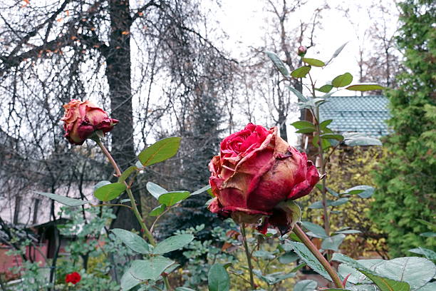 Among the fading colors of autumn, under a low, gray sky, a lonely rose stubbornly blooms. Its delicate petals, painted in shades of dawn or ivory, seem incredibly fragile in the face of the oncoming cold weather. Drops of rain or damp mist froze on the velvety surface, like tears for a bygone summer.