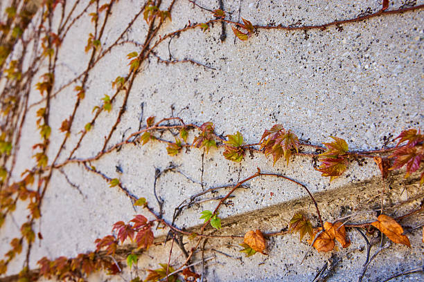 istock Ivy on Concrete Wall - Textured Urban Nature Detail 2245174749