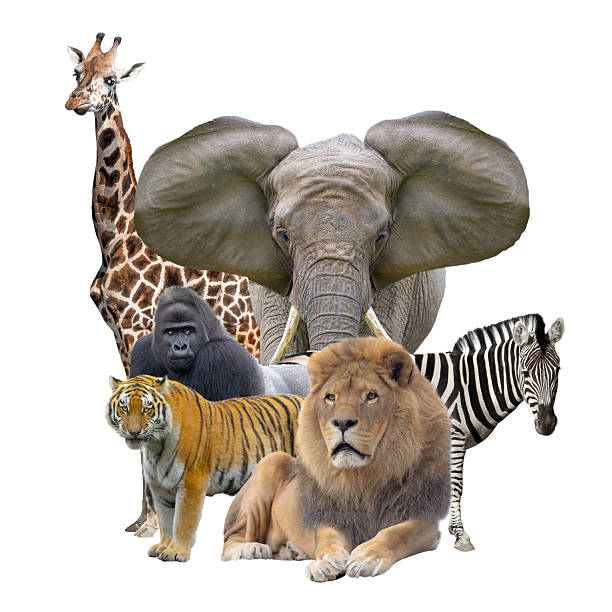 african animals isolated on white background