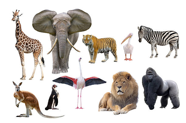 top 10 most popular animals in zoos isolated on white background