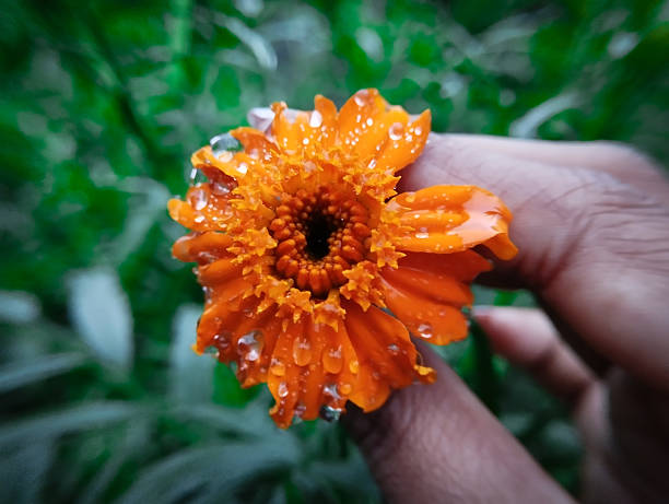 This is a close-up shot of a person's hand gently holding a vibrant orange marigold. The flower's delicate petals are covered in glistening raindrops, creating a beautiful, fresh-from-the-garden look against a blurred green background.