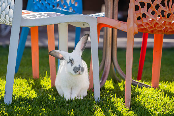 Giant rabbit under the garden chair. Domestic rabbit in the garden.
