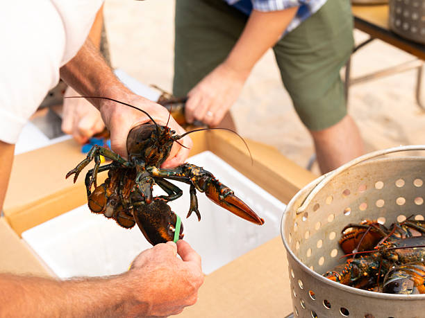 istock Human hand holding live lobster to be cooked for clam bake dinner on beach 2245179436