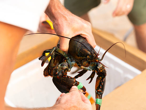istock Human hand holding live lobster to be cooked for clam bake dinner on beach 2245179437