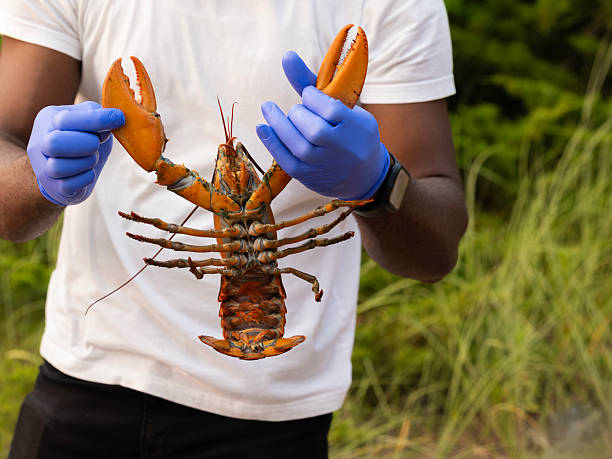 Human hand holds a live lobster by its claw. The crustacean will be boiled for the clam bake dinner on the beach in Northern Michigan and served to hungry guests at the party.