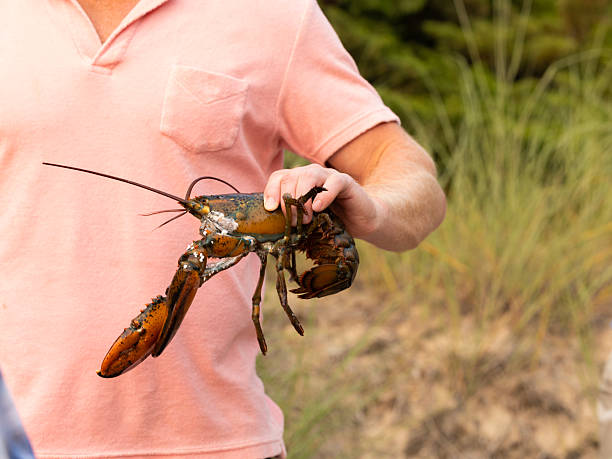 American lobster on Capaccio Paestum beach in the Cilento peninsula in Italy