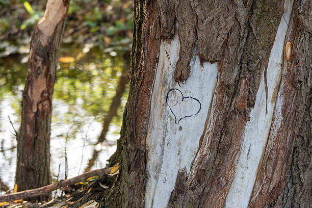 Close up of Liriodendron bark