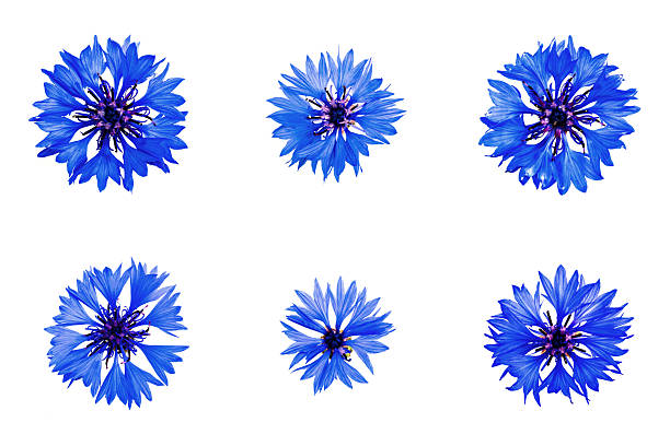 istock six cornflowers isolated in top view, isolated against a white background 2245180550