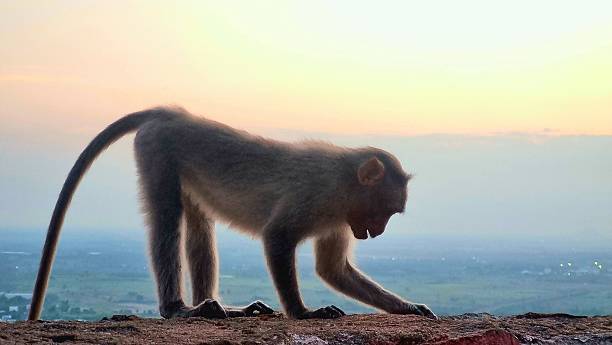 istock A quiet monkey curiously searching food over hilltop horizon during peaceful sunset at madurai, tamilnadu 2245180618