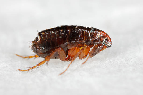 istock Cat flea, Ctenocephalides felis. Common parasitic insect whose principal host is the domestic cat but it can also bite other animals and humans. 2245181421