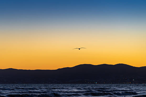 Spain, Mallorca, Palma, May 02, 2024 - A single seagull over the Mediterranean at sunset
