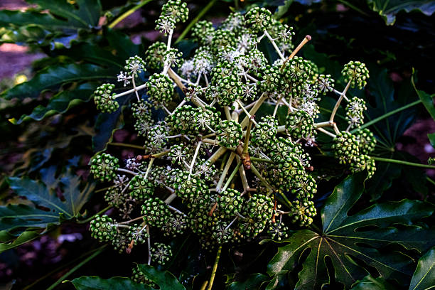 The intricate, globe-like flower buds of Fatsia Japonica (Japanese Aralia) captured at a garden in Sydney, NSW, Australia. (Photo by Tara Chand Malhotra)