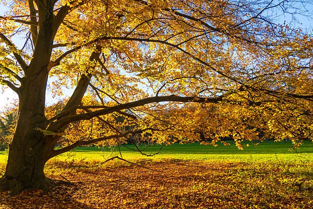 Cologne, November 2025: Autumn Landscape at Decksteiner Weiher, a public park in the south of Cologne