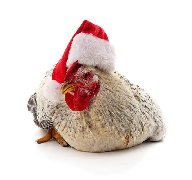 istock Rooster wearing Santa hat. 2245187659