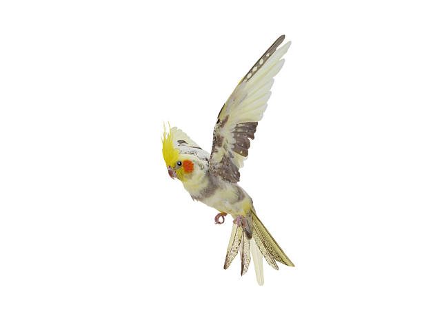 istock parrot flies with its wings spread cockatiel isolated on a white background 2245187891