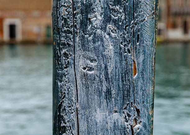 High angle view of a flat textured wooden board backgrounds.It burnt and black colored with fire skill.It is carbonization the surface. It has a beautiful nature and abstractive pattern. A close-up studio shooting shows details and lots of wood grain on the wood table. The piece of wood at the surface of the table also appears rich wooden material on it. The wood is black and pattern on the bottom. Flat lay style. Its high-resolution textured quality. The close-up gives a direct view on the table, showing cracks and knotholes in the wood.